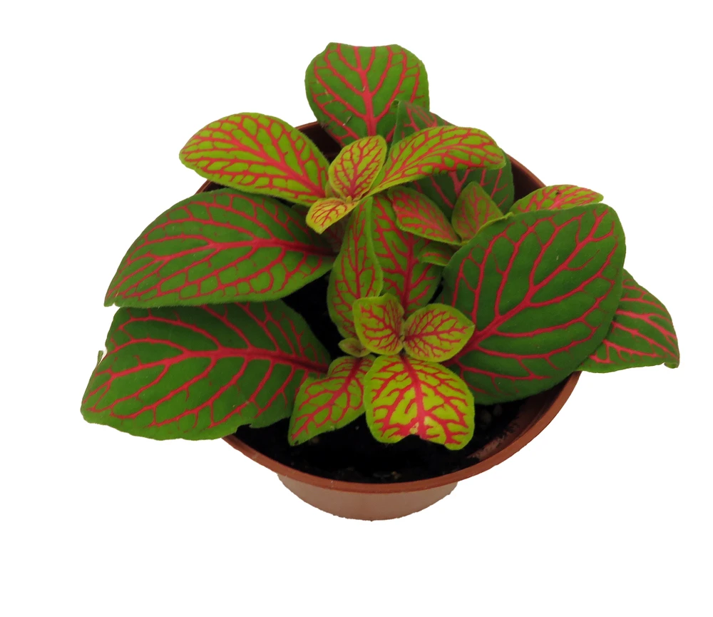 Skeleton Fittonia Nerve Plant - Easy House Plant - 2.5" Pot