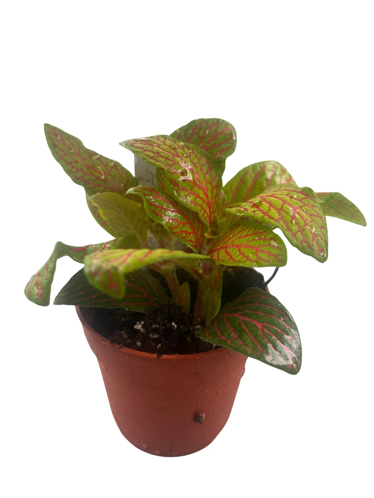 Skeleton Fittonia Nerve Plant - Easy House Plant - 2.5" Pot