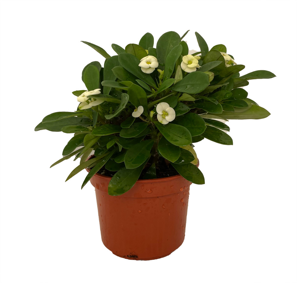 Hector Biblical Crown of Thorns Plant - Euphorbia - 4" Pot