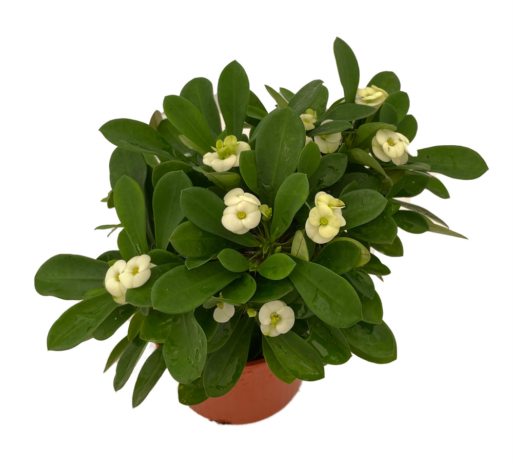 Hector Biblical Crown of Thorns Plant - Euphorbia - 4" Pot