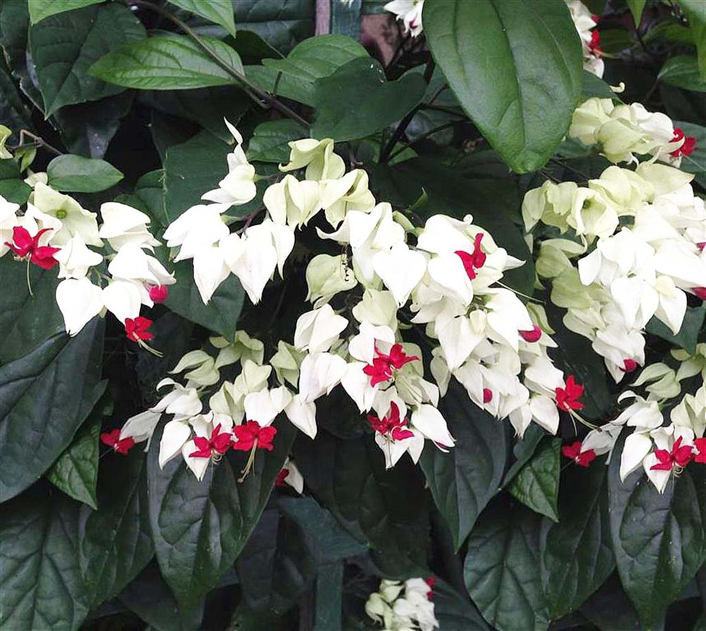 White & Red Bleeding Heart Vine Plant - Clerodendrum - Indoors/Out - 4" Pot