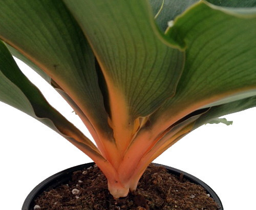 Orange Mandarin Spider Plant - Chlorophytum - Live Plant - 4" Pot