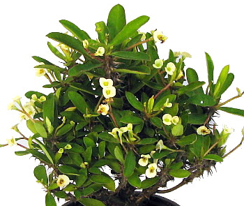 White Crown of Thorns - RARE - Euphorbia - 5" Pot