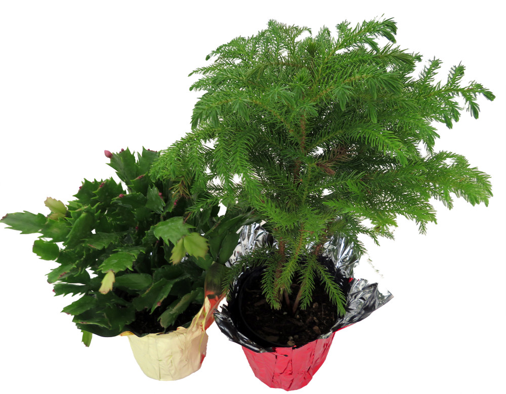 Christmas Duo- Norfolk Island Pine & Christmas Cactus Plant - Zygocactus - 4" pots/2 plants