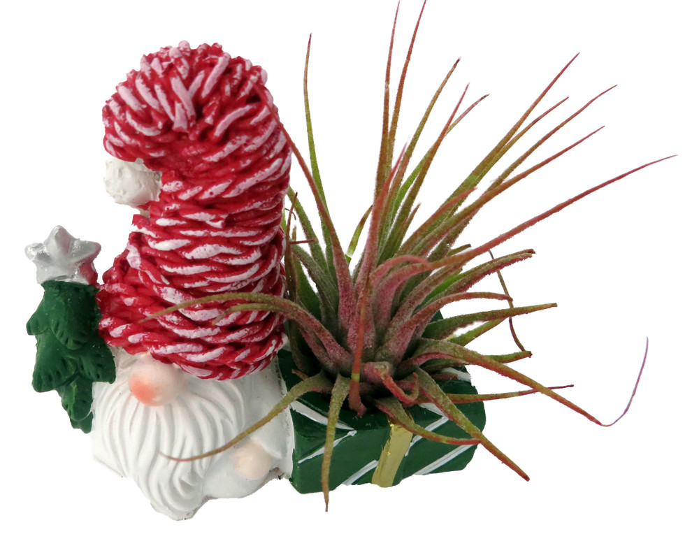 Ceramic Gnome with Red Hat Planter plus Live Air Plant - Tillandsia