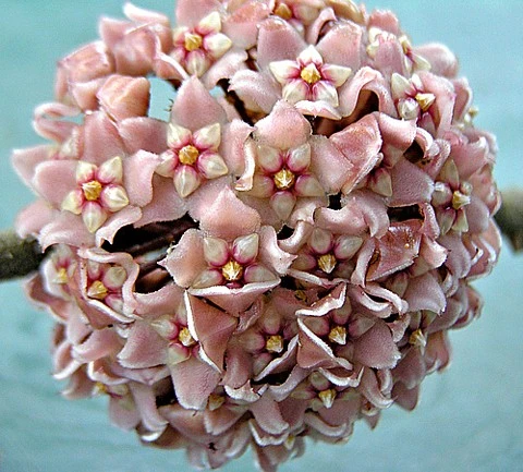 Hindu Rope Plant - Hoya carnosa compacta - 4" Mini Hanging Basket