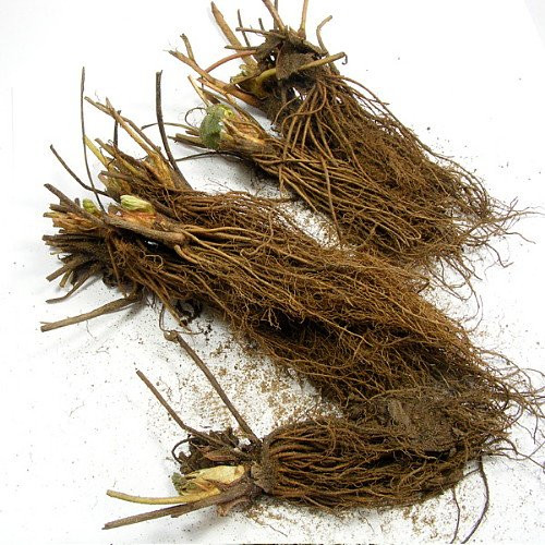 Fort Laramie Everbearing Strawberry 10 Bare Root Plants - Hardiest Everbearer