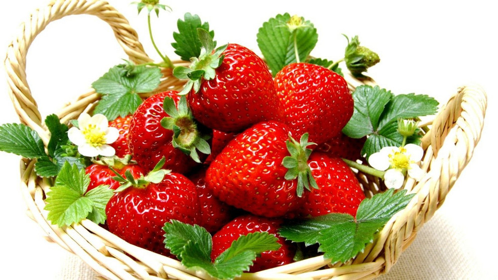 Everbearing Ozark Beauty Strawberry Plants 25 Bare Root Plants - Top Producer