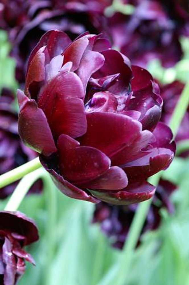 Black Hero Double Peony Tulip 5 Bulbs - 12/+cm Bulbs