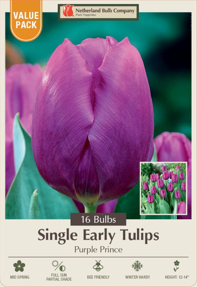 Purple Prince Tulip 16 Bulbs - 12/+cm Bulbs - Value Size