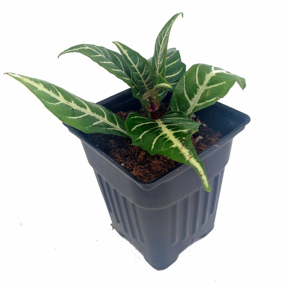 Aphelandra Zebra Plant - Exotic & Unusual House Plant - 4" Pot