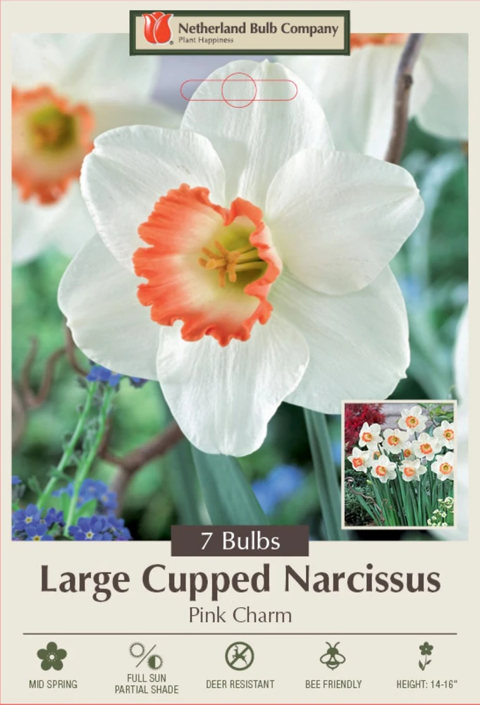 Pink Charm Daffodil 7 Bulbs - Gorgeous - 14/16 cm Bulbs