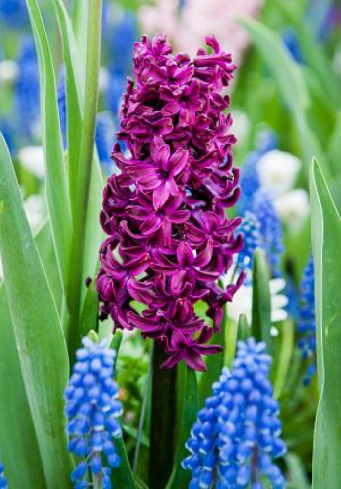 Woodstock Hyacinth 4 Bulbs - Fragrant - 15/16 cm Bulbs