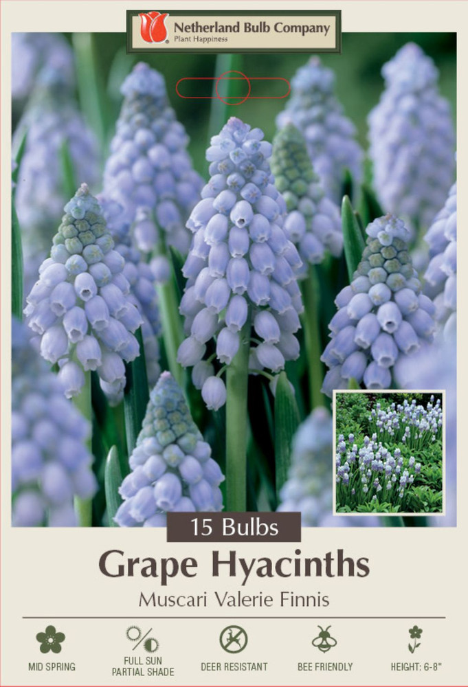 Valerie Finnis Grape Hyacinth 15 Bulbs - Muscari - 8/9cm Bulbs