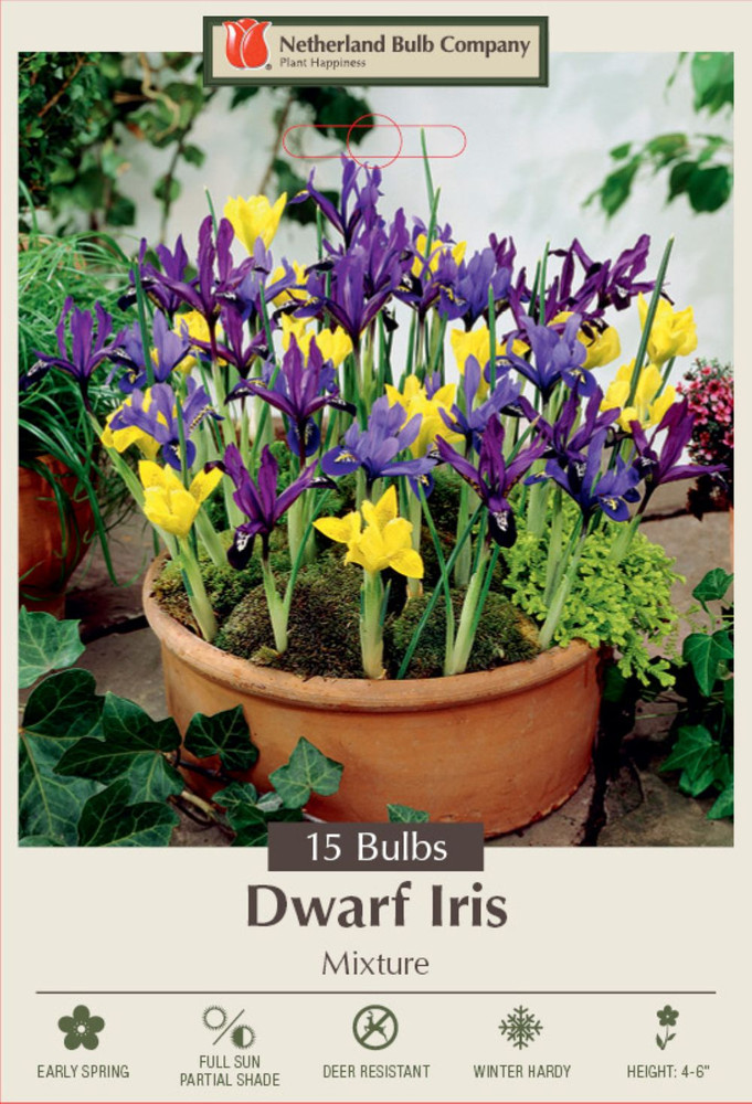 Dwarf Iris Mixed Colors -Rockgarden/Specie-Very Hardy! - 15 Bulbs 5/+ cm Bulbs