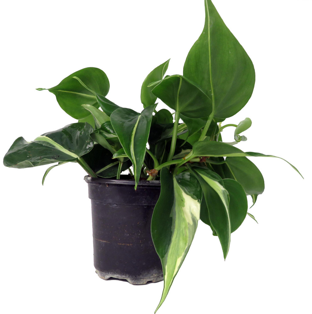 Rare Exotic Silver Stripe Philodendron 4" Pot - Low Light - Easy