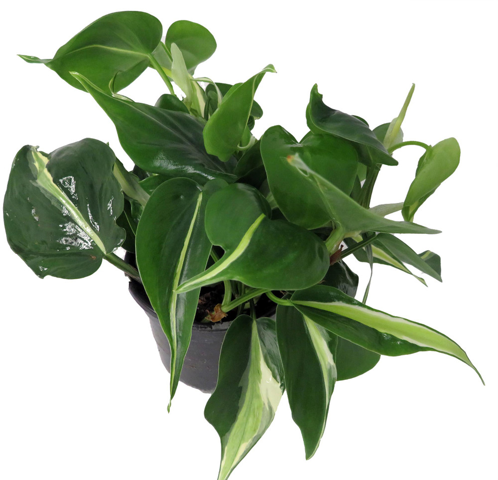 Rare Exotic Silver Stripe Philodendron 4" Pot - Low Light - Easy