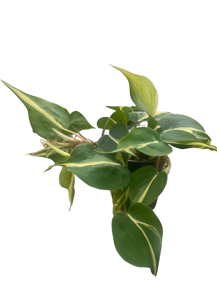 Rare Exotic Silver Stripe Philodendron 4" Pot - Low Light - Easy