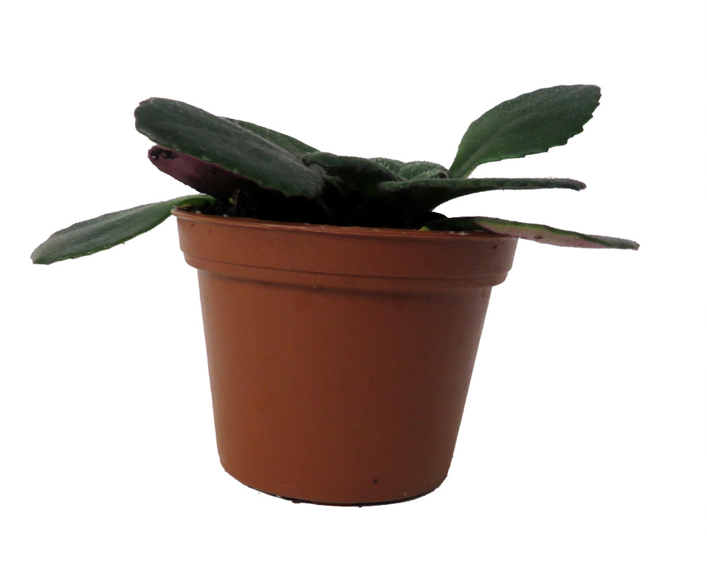 Dark and Stormy Asian Violet - MB Primulinia - 2.5" Pot - Collector's Series