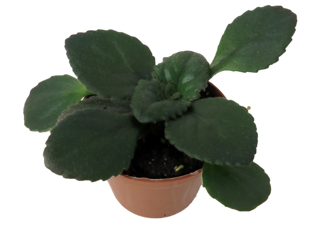 Dark and Stormy Asian Violet - MB Primulinia - 2.5" Pot - Collector's Series