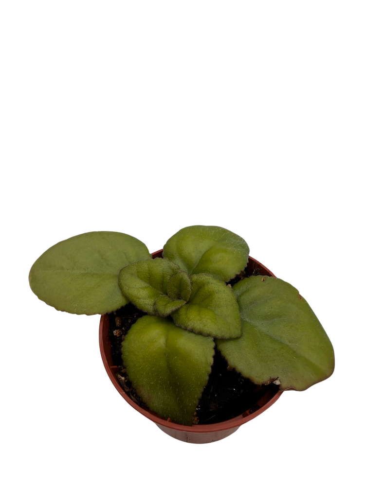 Dark and Stormy Asian Violet - MB Primulinia - 2.5" Pot - Collector's Series