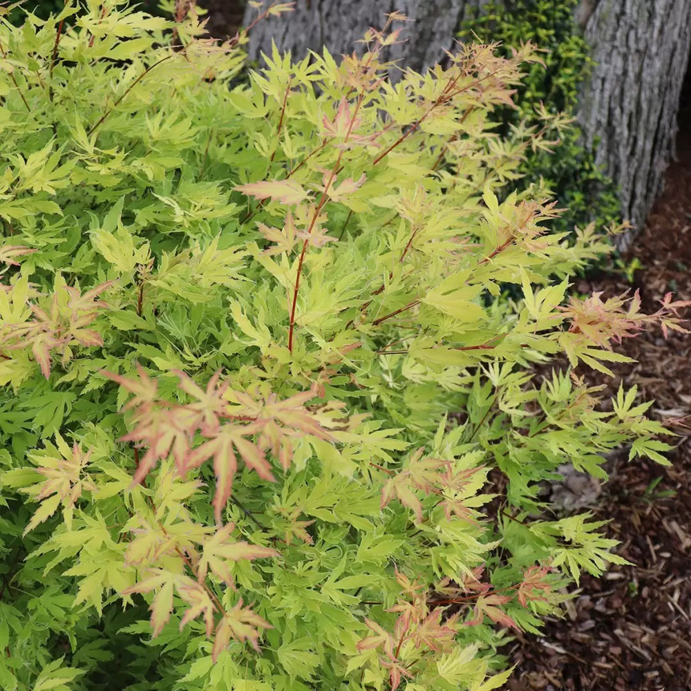 METAMORPHOSA®-Japanese Maple- Acer palmatum- 4" pot - Proven Winners