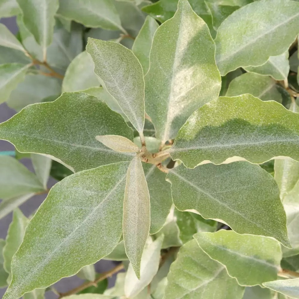 MR. SMOOTH™ SEEDLESS-Thornless Silverthorn-Elaeagnus- 4" Pot - Proven Winners