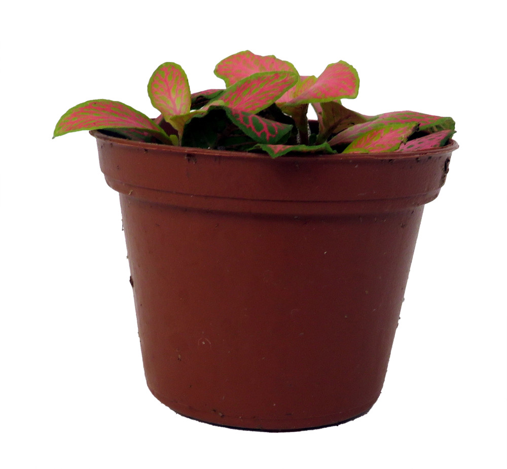 Ruby Lime Fittonia Nerve Plant - Easy House Plant - 2.5" Pot