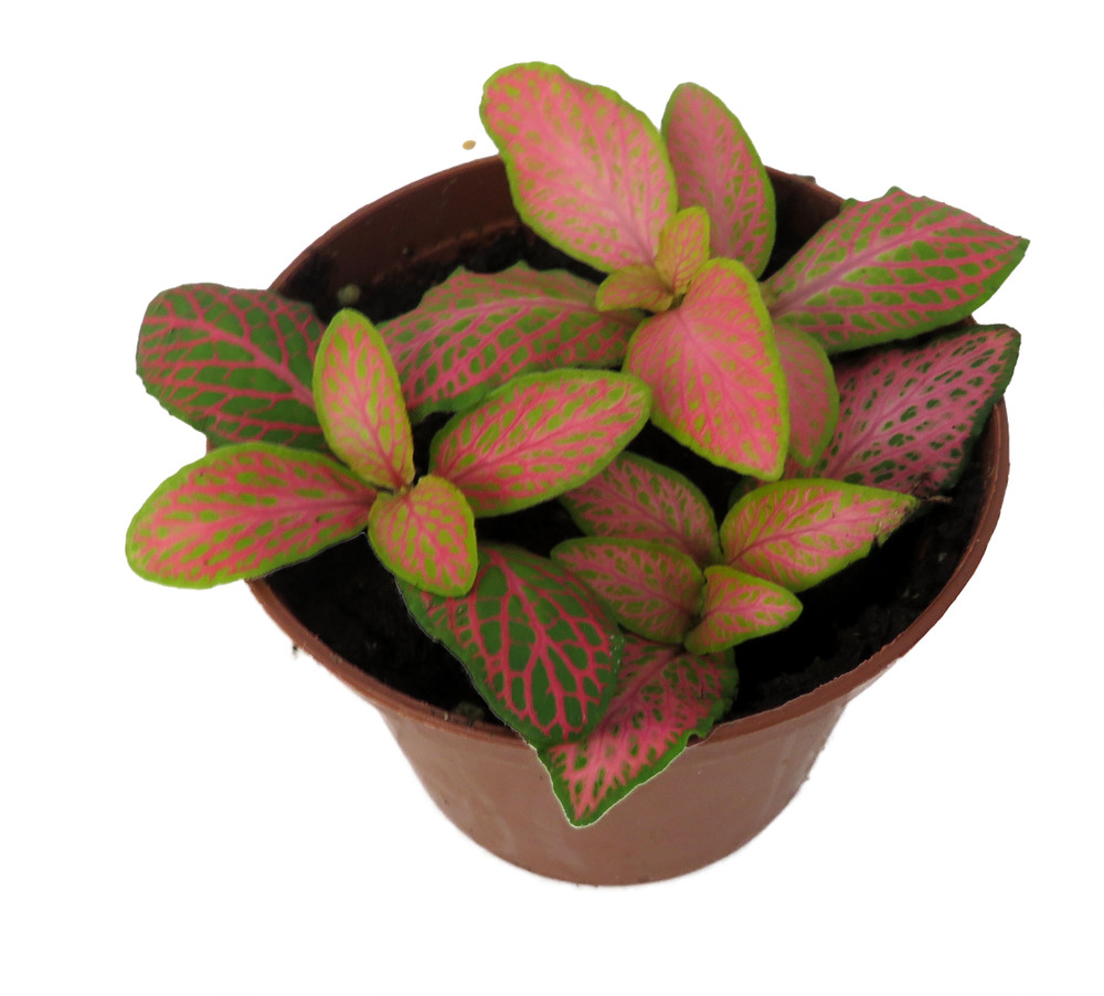 Ruby Lime Fittonia Nerve Plant - Easy House Plant - 2.5" Pot
