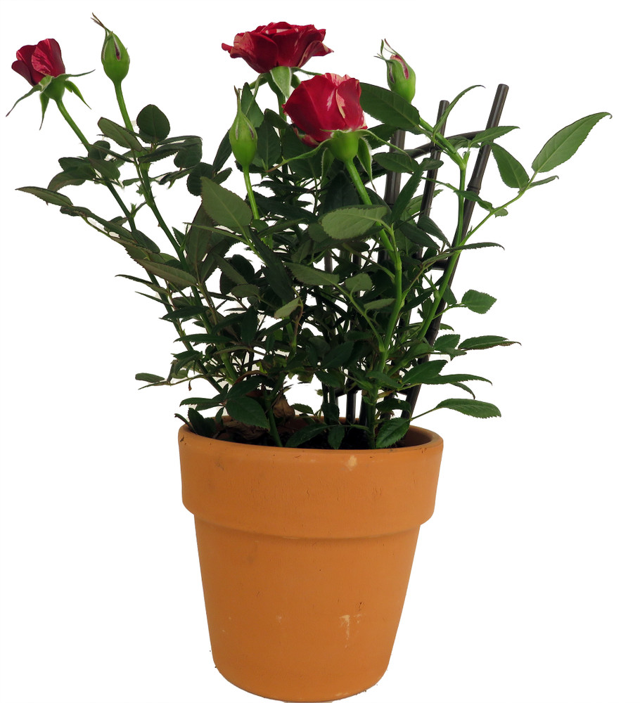 Mini Rose on Trellis -Clay Pot - 4" Pot/Trellis-Great Gift!