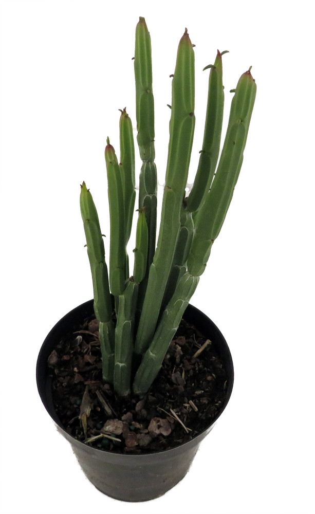 Euphorbia Phosphorea-Evergreen Cactus -Hard to kill! - 4" Pot