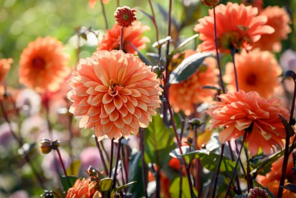Statue of Orange Dahlia - Dinnerplate Fimbriata Flower - #1 Size Root Clump