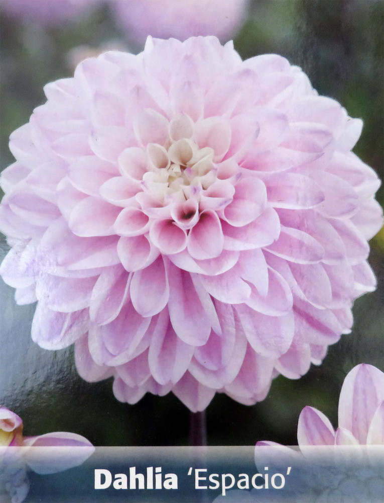 Espacio Dahlia - Flower - #1 Size Root Clump