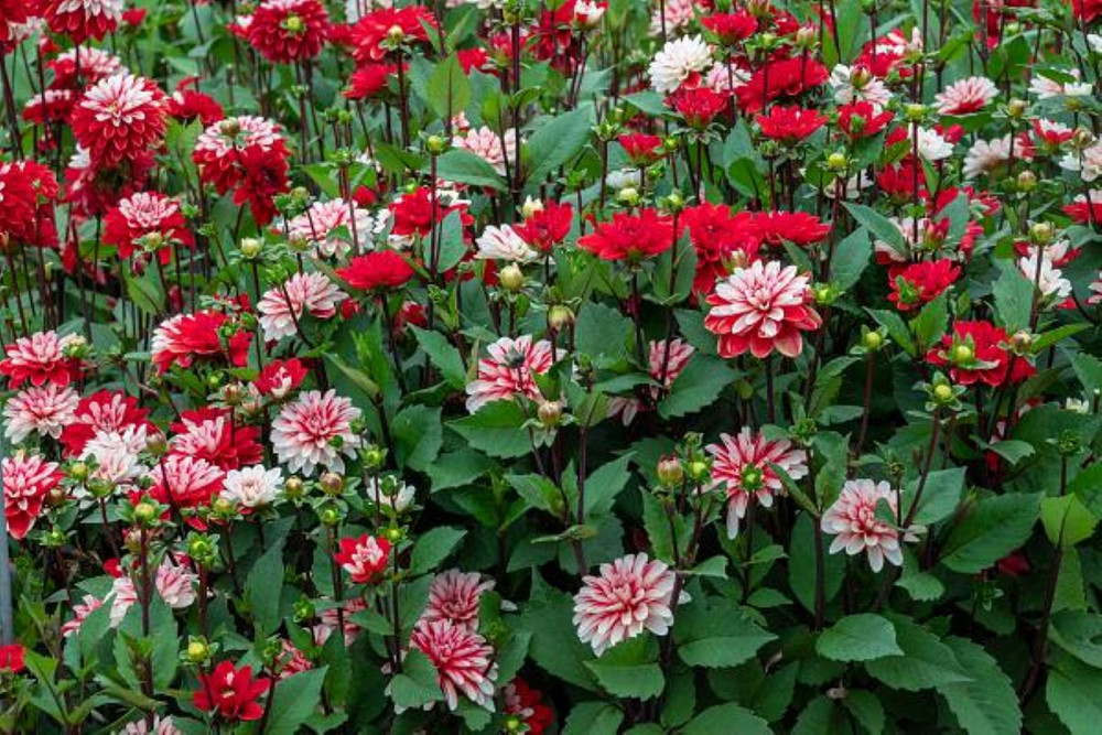 Pacific TIme Dahlia - Decorative Flower - #1 Size Root Clump