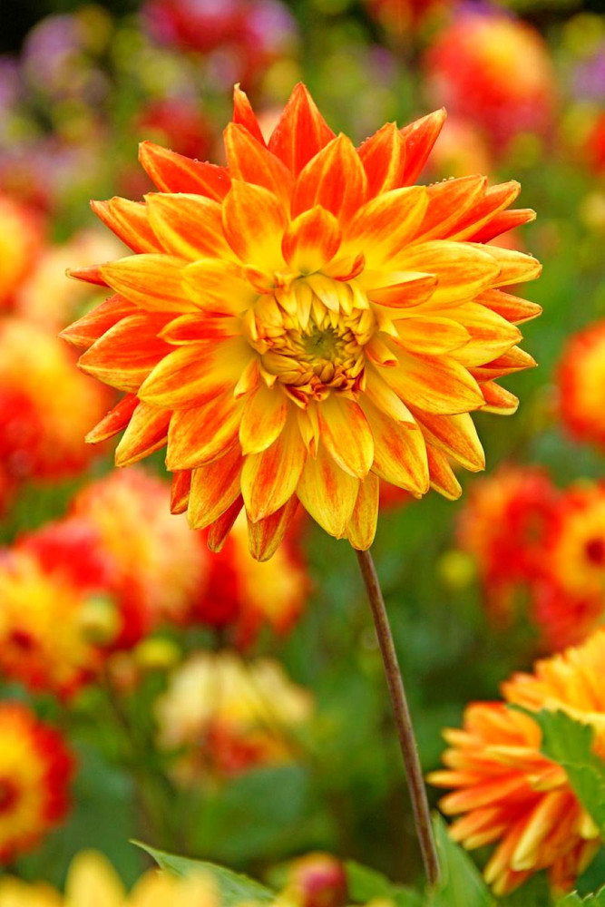 Sun Explosion Dahlia - Dinnerplate Flower - #1 Size Root Clump
