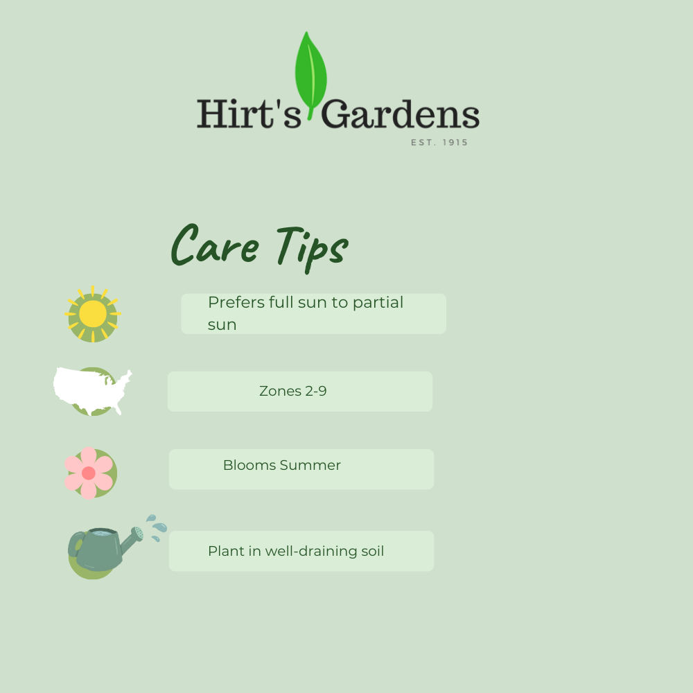 Spotlight Mars Magic Hollyhock - Perennial - Alcea - 3" Pot