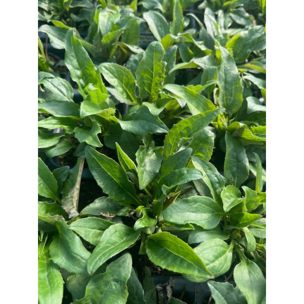 Prarie Blaze Vintage Lime- Coneflower Plant - Echinacea - 3" Pot