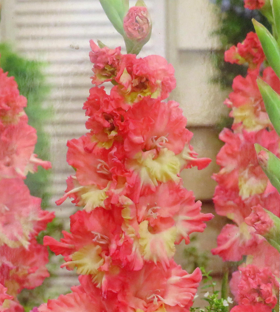 Mango Muse Gladiolus 10 Bulbs - 10/+ cm - Peachy-pink