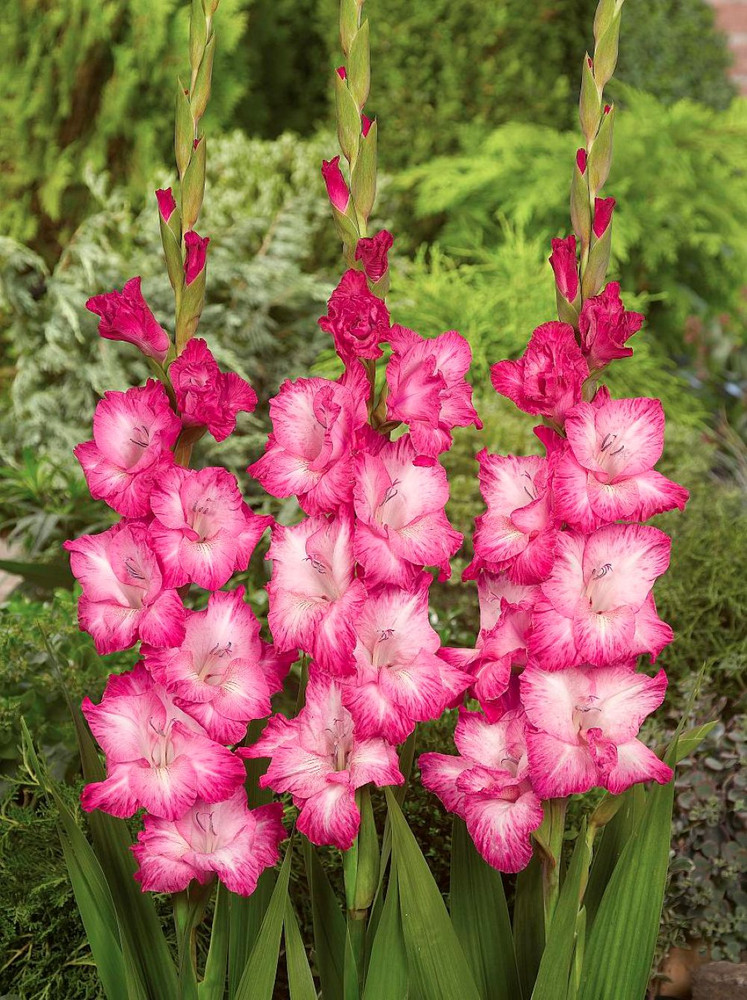 Cantate Gladiolus 10 Bulbs - 12/14 cm - Pink