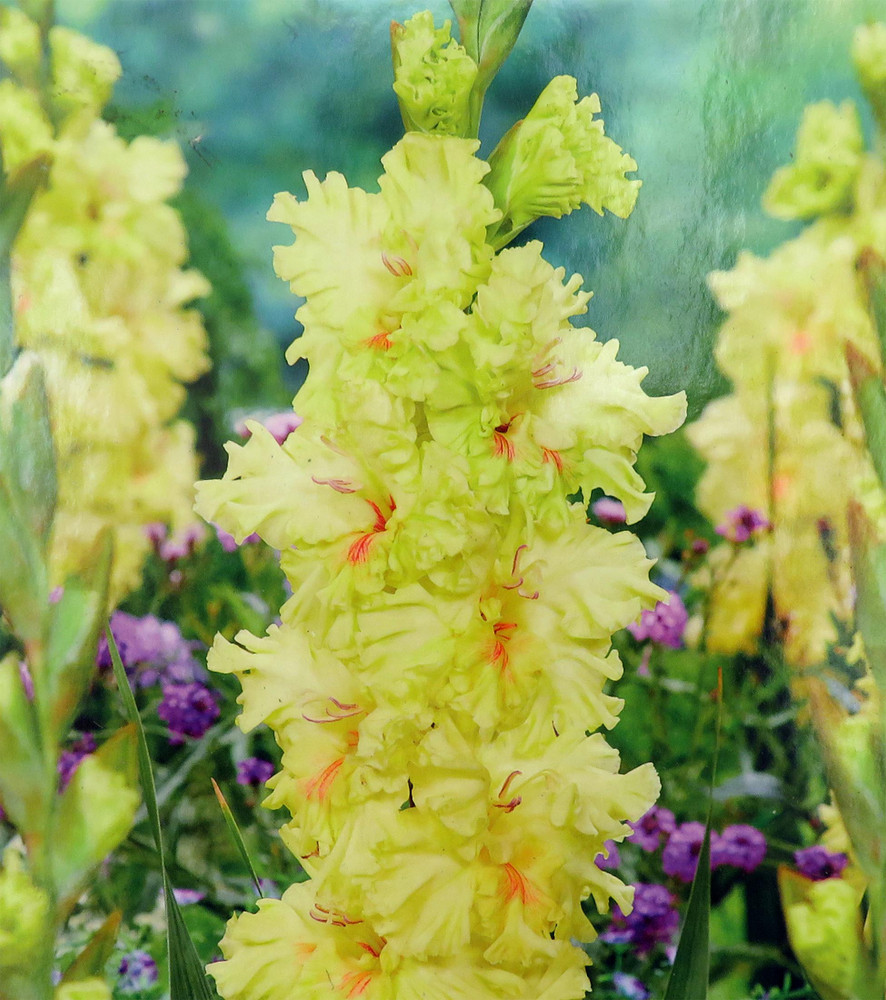 Burning Sunrays Gladiolus 10 Bulbs - 10/+ cm - Yellow