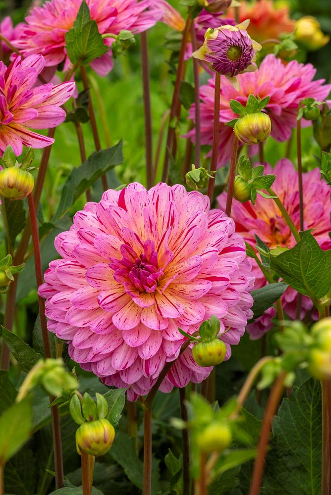 Tropical Dahlia - Decorative Flower - #1 Size Root Clump