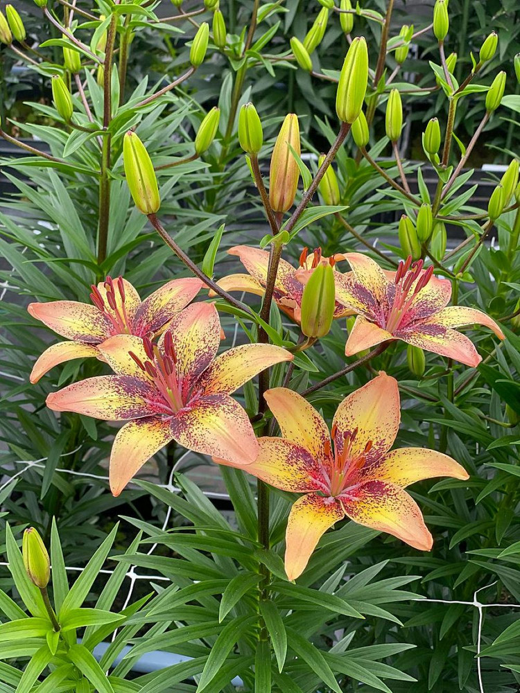 Tribal Dance Lily - 3 Bulbs 14/16 cm - Yellow with Peachy tips