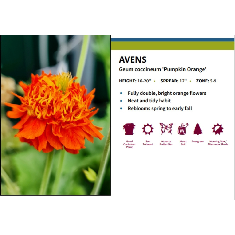 Pumpkin Orange- Geum Perennial - Attracts Hummingbirds - 3" Pot