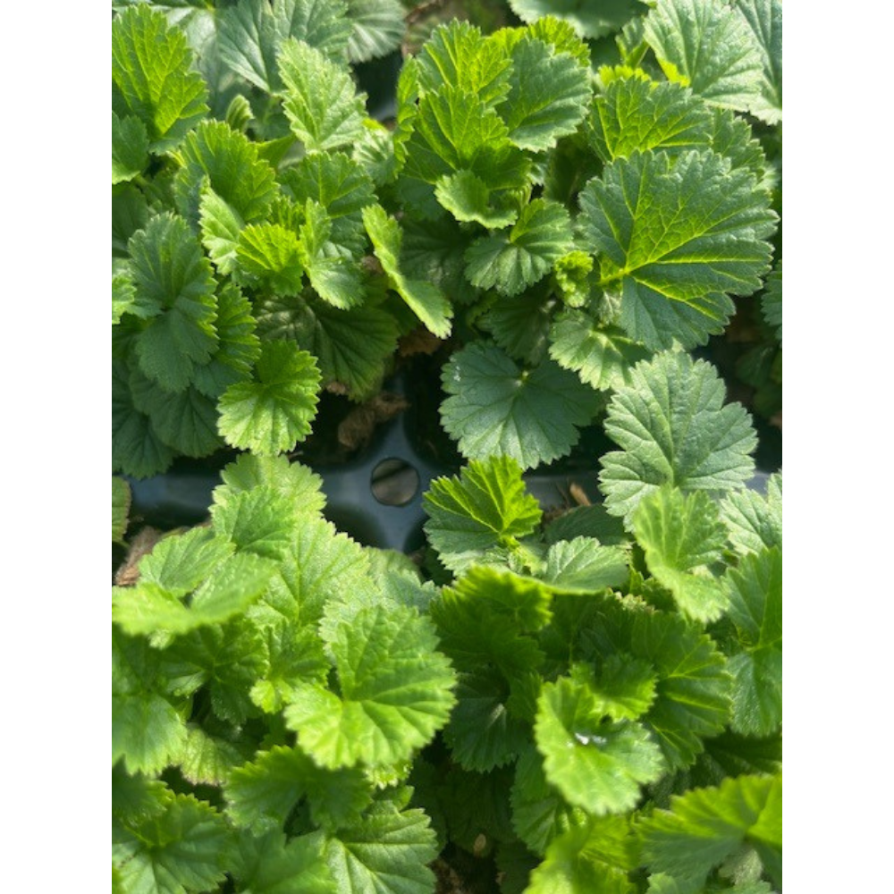 Pumpkin Orange- Geum Perennial - Attracts Hummingbirds - 3" Pot