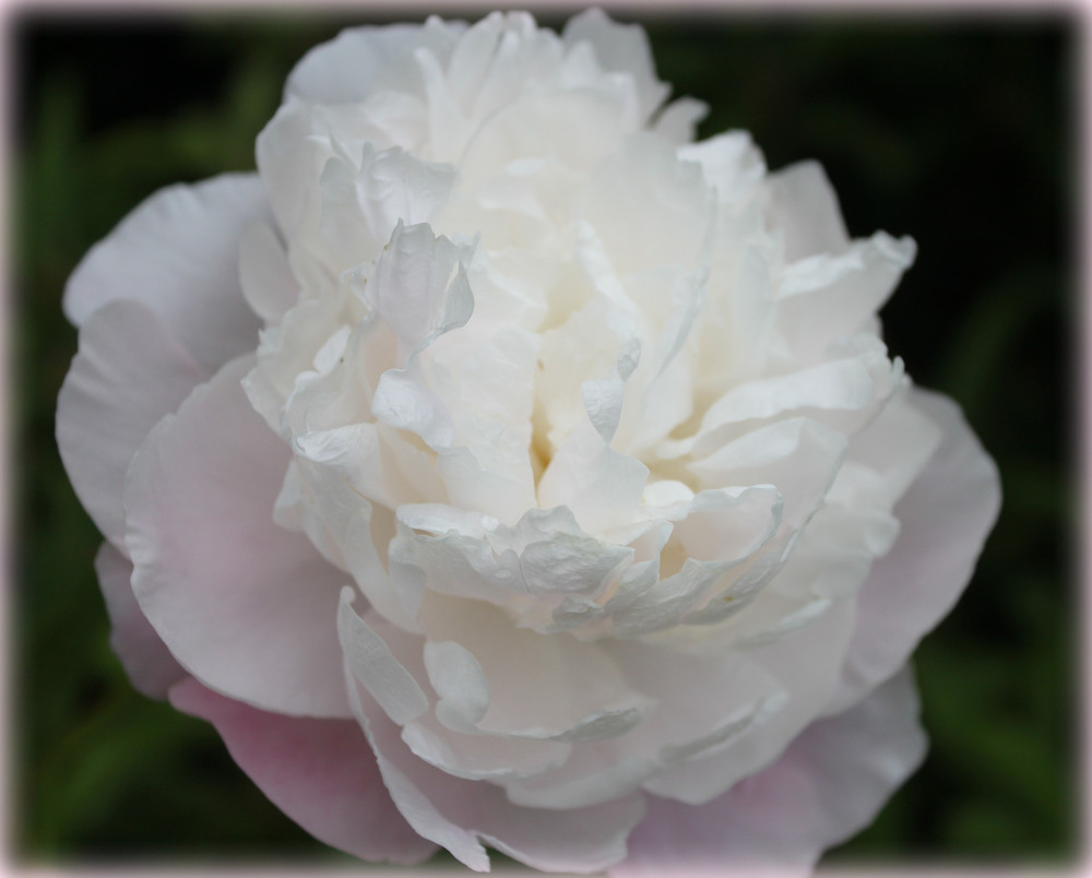 Shirley Temple Peony - Fragrant - Blush pink to white - 2/3 Eye Bareoot