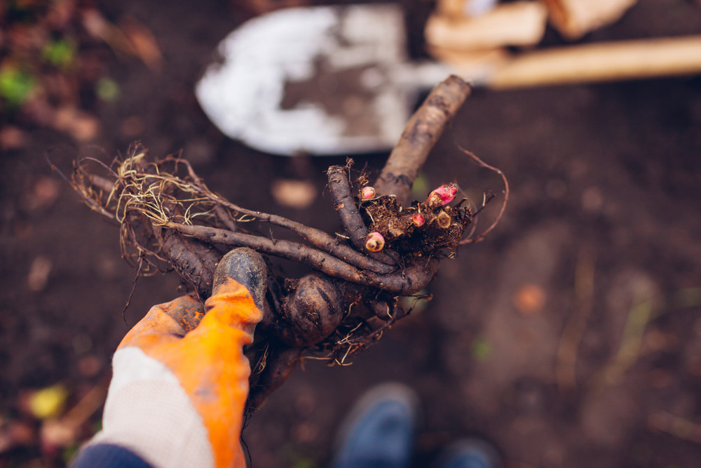 Shirley Temple Peony - Fragrant - Blush pink to white - 2/3 Eye Bareoot