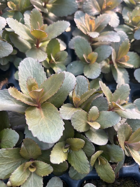 Nova Cherry Fizz Stonecrop -Perennial - Sedum - 3