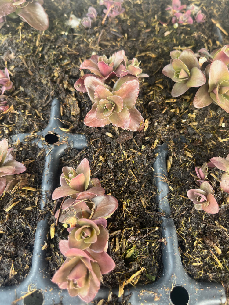 Nova Cherry Fizz Stonecrop -Perennial - Sedum - 3" Pot