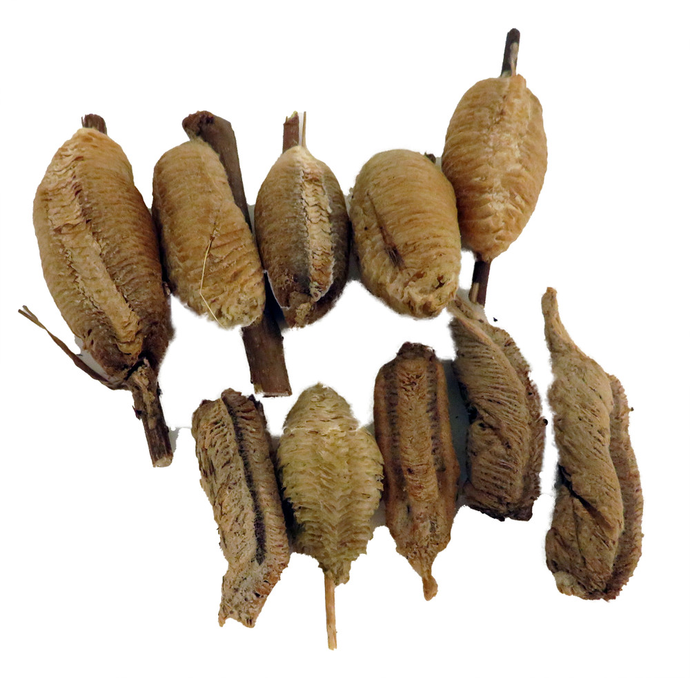 Carolina Praying Mantis 10 Egg Cases 1000 - 4000 Babies with Hirt's Hatching Habitat