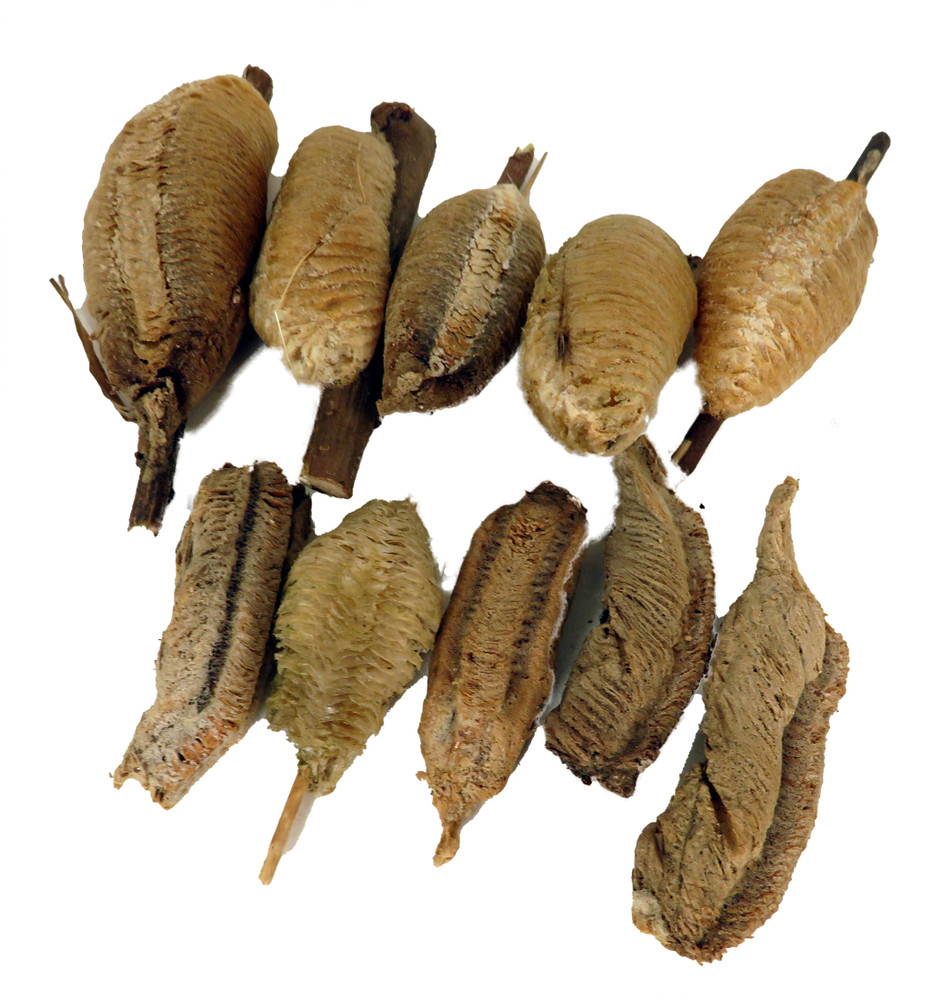 Carolina Praying Mantis 10 Egg Cases 1000 - 4000 Babies with Hirt's Hatching Habitat